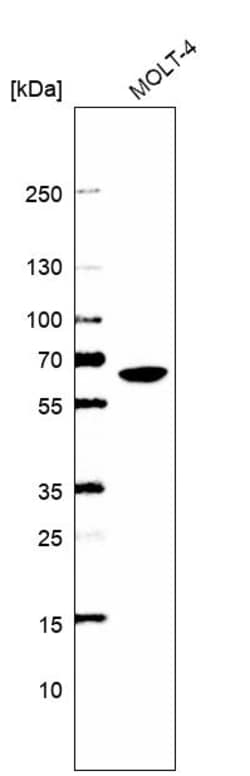 Invitrogen WDR1 Polyclonal Antibody 100 &mu;L | Buy Online | Invitrogen&trade; | Fisher Scientific