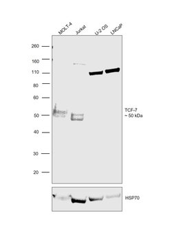 Invitrogen TCF7 Polyclonal Antibody 100 &mu;L; Unconjugated:Antibodies,