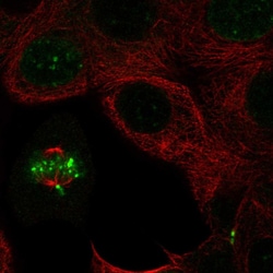 Invitrogen INCENP Polyclonal Antibody 100 &mu;L; Unconjugated:Antibodies,