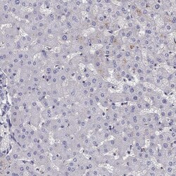 Invitrogen STOML3 Polyclonal Antibody 100 &mu;L; Unconjugated:Antibodies,
