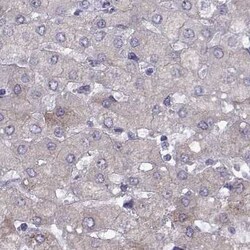 Invitrogen WFDC8 Polyclonal Antibody 100 &mu;L; Unconjugated:Antibodies,