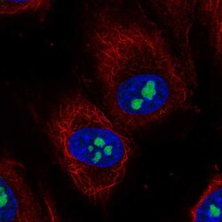 Invitrogen TMEM217 Polyclonal Antibody 100 &mu;L; Unconjugated:Antibodies,