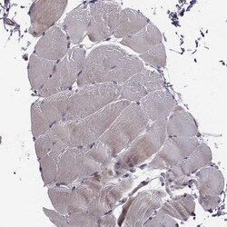 Invitrogen SMURF2 Polyclonal Antibody 100 &mu;L; Unconjugated:Antibodies,