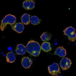 KIRREL2 Polyclonal Antibody, Invitrogen 100 &mu;L; Unconjugated:Antibodies,
