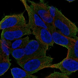 UNC79 Polyclonal Antibody:Antibodies, Polyclonal