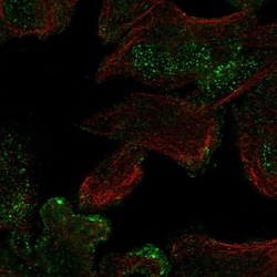 Invitrogen CASKIN2 Polyclonal Antibody 100 &mu;L; Unconjugated:Antibodies,