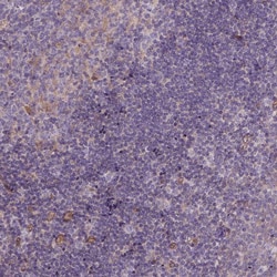 Invitrogen CASKIN2 Polyclonal Antibody 100 &mu;L; Unconjugated:Antibodies,