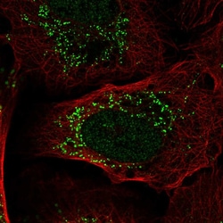 Invitrogen PI3K p55 gamma Polyclonal Antibody 100 &mu;L; Unconjugated:Antibodies,