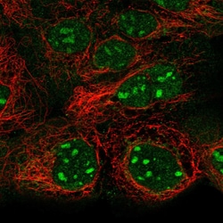 Invitrogen SNAPC1 Polyclonal Antibody 100 &mu;L; Unconjugated:Antibodies,