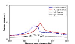 Invitrogen PLAG1 Polyclonal Antibody 100 &mu;L; Unconjugated:Antibodies,