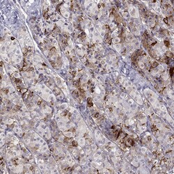 Invitrogen VGF Polyclonal Antibody 100 &mu;L | Buy Online | Invitrogen&trade; | Fisher Scientific