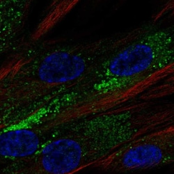 Invitrogen PPAP2B Polyclonal Antibody 100 &mu;L; Unconjugated:Antibodies,