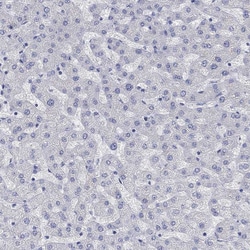 Invitrogen PPP1R17 Polyclonal Antibody 100 &mu;L; Unconjugated:Antibodies,