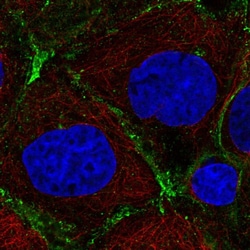 Invitrogen PRKCDBP Polyclonal Antibody 100 &mu;L; Unconjugated:Antibodies,