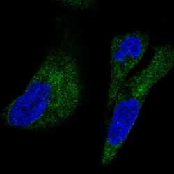 Invitrogen UFD1L Polyclonal Antibody 100 &mu;L; Unconjugated:Antibodies,