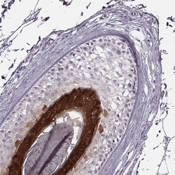 Invitrogen FABP9 Polyclonal Antibody 100 &mu;L; Unconjugated:Antibodies,