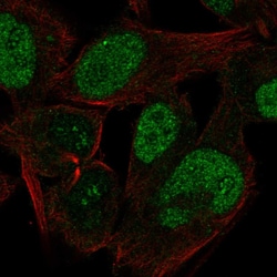Invitrogen CABLES1 Polyclonal Antibody 100 &mu;L; Unconjugated:Antibodies,