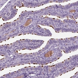 Invitrogen MDH1B Polyclonal Antibody 100 &mu;L | Buy Online | Invitrogen&trade; | Fisher Scientific