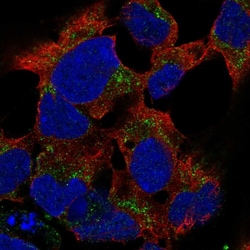 Invitrogen PCDHB15 Polyclonal Antibody 100 &mu;L; Unconjugated:Antibodies,