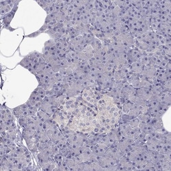 Invitrogen LRRC46 Polyclonal Antibody 100 &mu;L; Unconjugated:Antibodies,