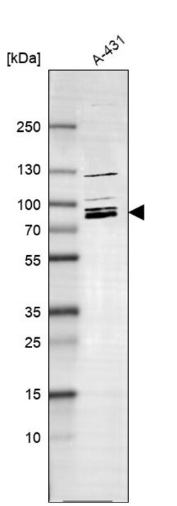 Invitrogen MARK2 Polyclonal Antibody 100 &mu;L | Buy Online | Invitrogen&trade; | Fisher Scientific