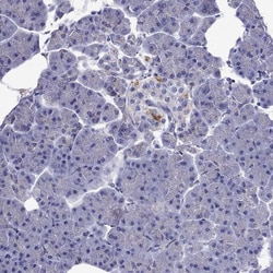 Invitrogen™ Chromogranin C Polyclonal Antibody