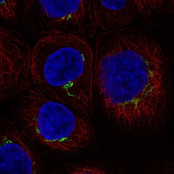 Invitrogen CENTB1 Polyclonal Antibody 100 &mu;L; Unconjugated:Antibodies,