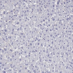 Invitrogen SLC30A8 Polyclonal Antibody 100 &mu;L; Unconjugated:Antibodies,