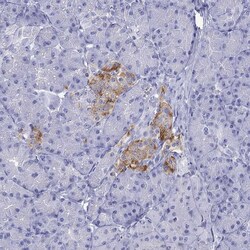 Invitrogen SLC30A8 Polyclonal Antibody 100 &mu;L; Unconjugated:Antibodies,