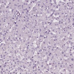 Invitrogen DRIL1 Polyclonal Antibody 100 &mu;L; Unconjugated:Antibodies,