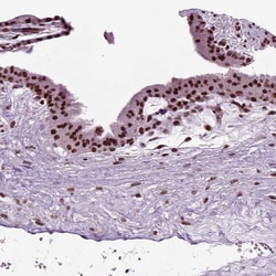 Invitrogen DRIL1 Polyclonal Antibody 100 &mu;L; Unconjugated:Antibodies,
