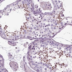 Invitrogen DRIL1 Polyclonal Antibody 100 &mu;L; Unconjugated:Antibodies,