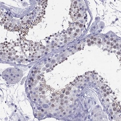 Invitrogen ZNF541 Polyclonal Antibody 100 &mu;L; Unconjugated:Antibodies,