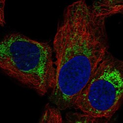 Invitrogen MRPL14 Polyclonal Antibody 100 &mu;L; Unconjugated:Antibodies,
