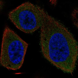 Invitrogen SYT16 Polyclonal Antibody 100 &mu;L; Unconjugated:Antibodies,