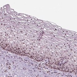 Invitrogen HEYL Polyclonal Antibody 100 &mu;L; Unconjugated:Antibodies,