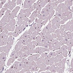 Invitrogen HEYL Polyclonal Antibody 100 &mu;L; Unconjugated:Antibodies,