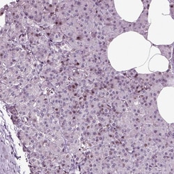Invitrogen HEYL Polyclonal Antibody 100 &mu;L; Unconjugated:Antibodies,