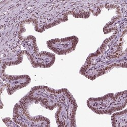 Invitrogen ZNRD1 Polyclonal Antibody 100 &mu;L; Unconjugated:Antibodies,