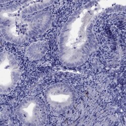 Invitrogen CPNE4 Polyclonal Antibody 100 &mu;L; Unconjugated:Antibodies,