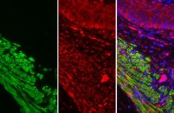 Invitrogen Alpha-Smooth Muscle Actin Polyclonal Antibody 100 &mu;L; Unconjugated:Antibodies,