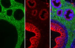 Invitrogen Alpha-Smooth Muscle Actin Polyclonal Antibody 100 &mu;L; Unconjugated:Antibodies,