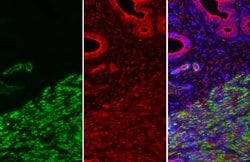 Invitrogen Alpha-Smooth Muscle Actin Polyclonal Antibody 100 &mu;L; Unconjugated:Antibodies,