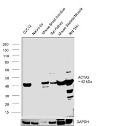 Invitrogen Alpha-Smooth Muscle Actin Polyclonal Antibody 100 &mu;L; Unconjugated:Antibodies,
