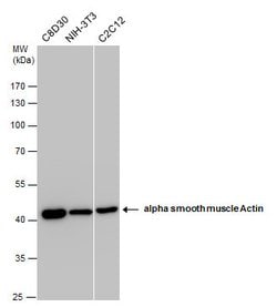 Invitrogen Alpha-Smooth Muscle Actin Polyclonal Antibody 100 &mu;L; Unconjugated:Antibodies,