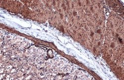 Invitrogen Alpha-Smooth Muscle Actin Polyclonal Antibody 100 &mu;L; Unconjugated:Antibodies,