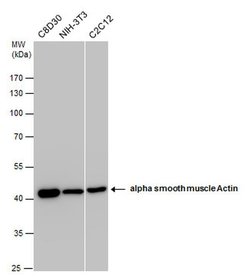 Invitrogen Alpha-Smooth Muscle Actin Polyclonal Antibody 100 &mu;L; Unconjugated:Antibodies,