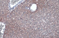 Invitrogen GAPDH Polyclonal Antibody 100 &mu;L; Unconjugated:Antistoffer