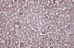 Invitrogen GAPDH Polyclonal Antibody 100 &mu;L; Unconjugated:Antistoffer