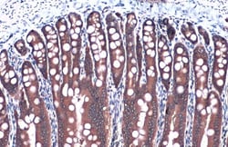 Invitrogen GAPDH Polyclonal Antibody 100 &mu;L; Unconjugated:Antistoffer